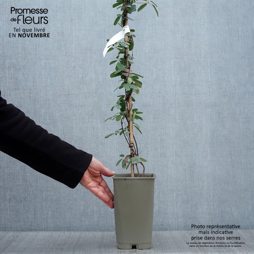 Exemplar von Akebia longeracemosa Topf mit 2L/3L wie im Herbst geliefert
