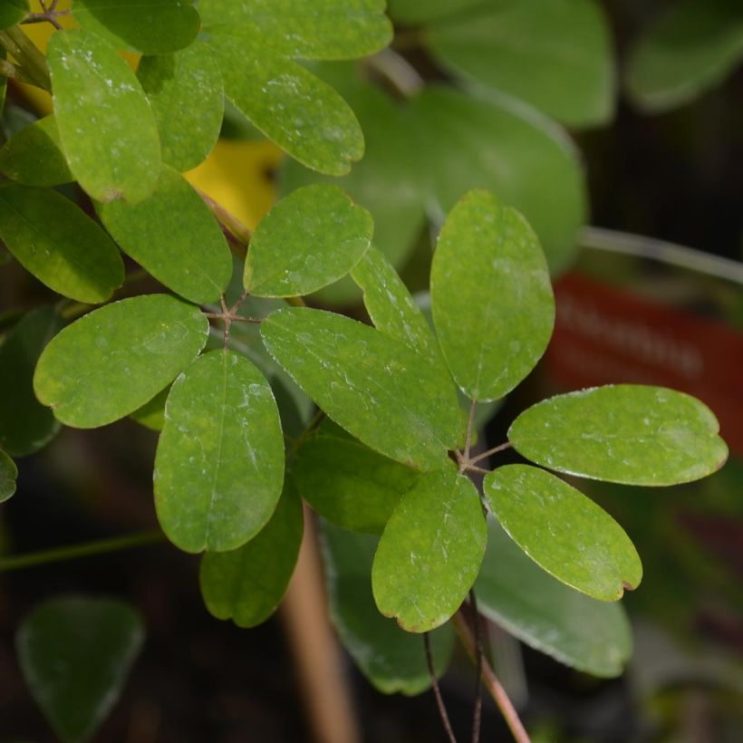 Akebia quinata (Laub)