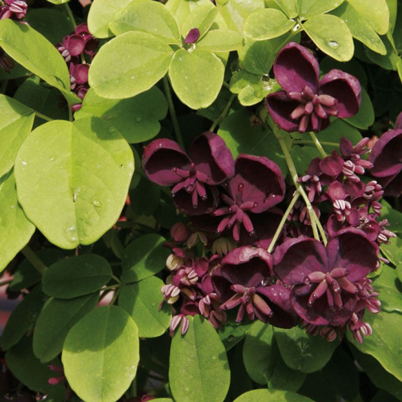 Akebia quinata (Blüte)