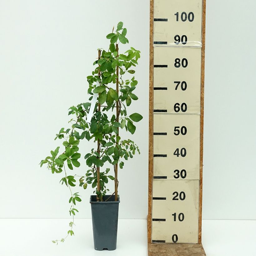 Exemplar von Akebia quinata Alba Topf mit 3L/4L wie im Sommer geliefert