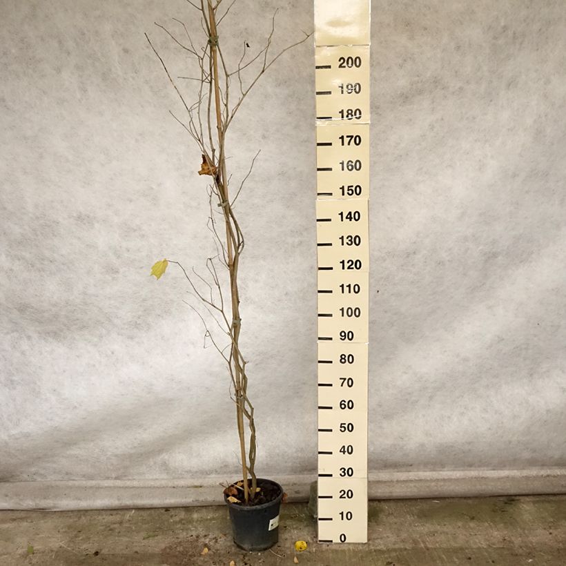 Exemplar von Alangium chinense Topf mit 7,5L/10L wie im Herbst geliefert