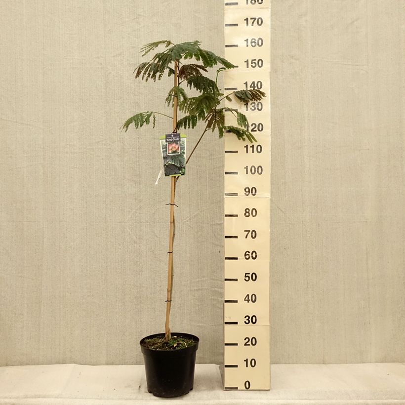 Exemplar von Albizia julibrissin Evey's Pride - Seidenakazie Topf mit 7,5L/10L wie im Herbst geliefert