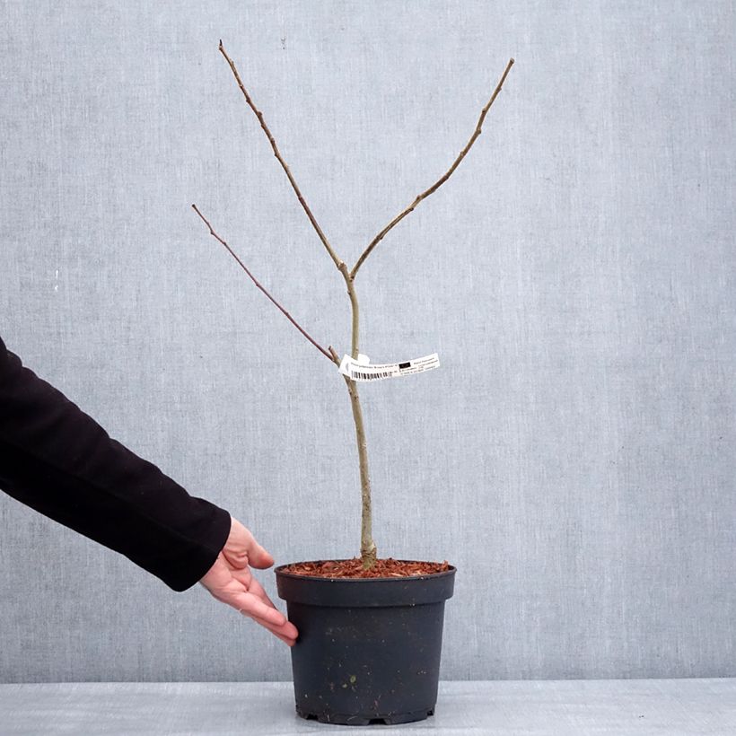 Exemplar von Albizia julibrissin Evey's Pride - Seidenakazie Topf mit 4L/5L wie im Winter geliefert