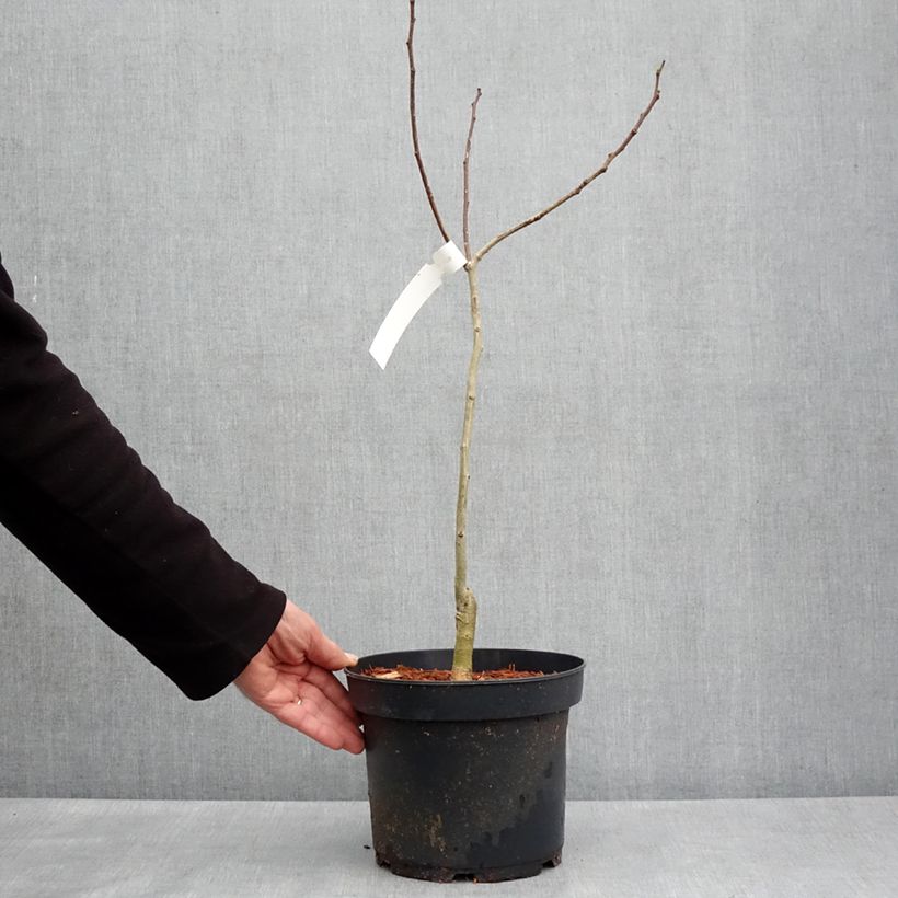 Exemplar von Albizia julibrissin Evey's Pride - Seidenakazie Topf mit 4L/5L wie im Frühjahr geliefert