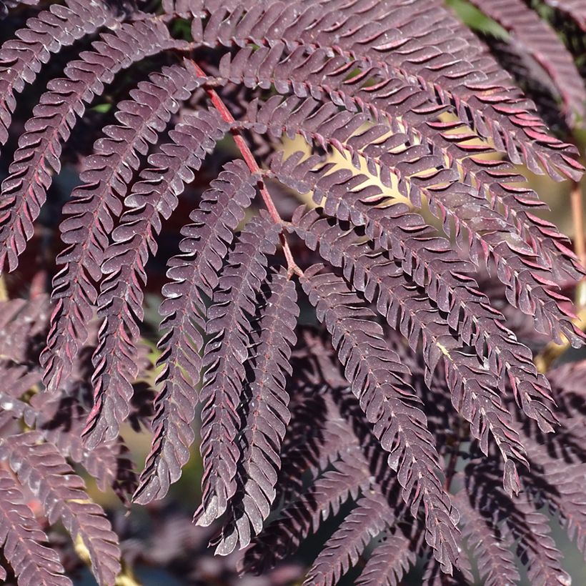 Albizzia julibrissin Summer Chocolate - Seidenakazie (Laub)