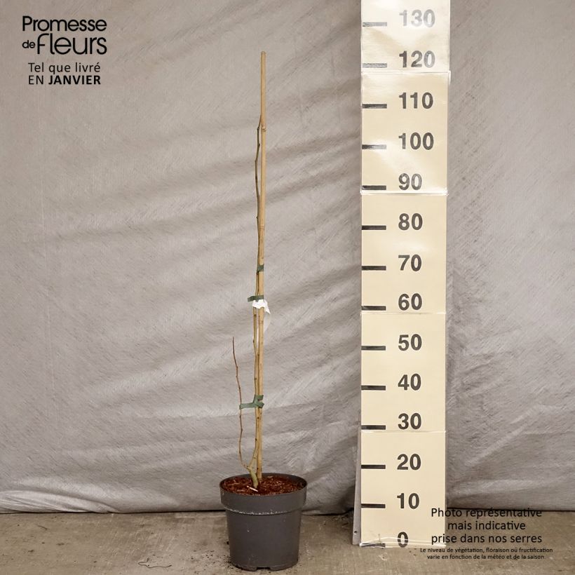 Exemplar von Albizzia julibrissin Summer Chocolate - Seidenakazie Topf mit 7,5L/10L wie im Winter geliefert