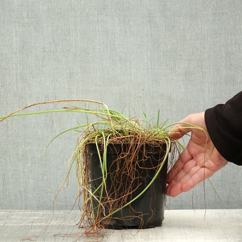 Exemplar von Albuca shawii Topf mit 3L/4L wie im Herbst geliefert