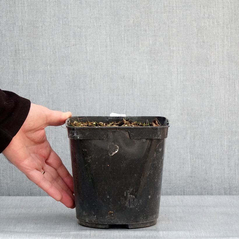 Exemplar von Albuca shawii Topf mit 3L/4L wie im Winter geliefert