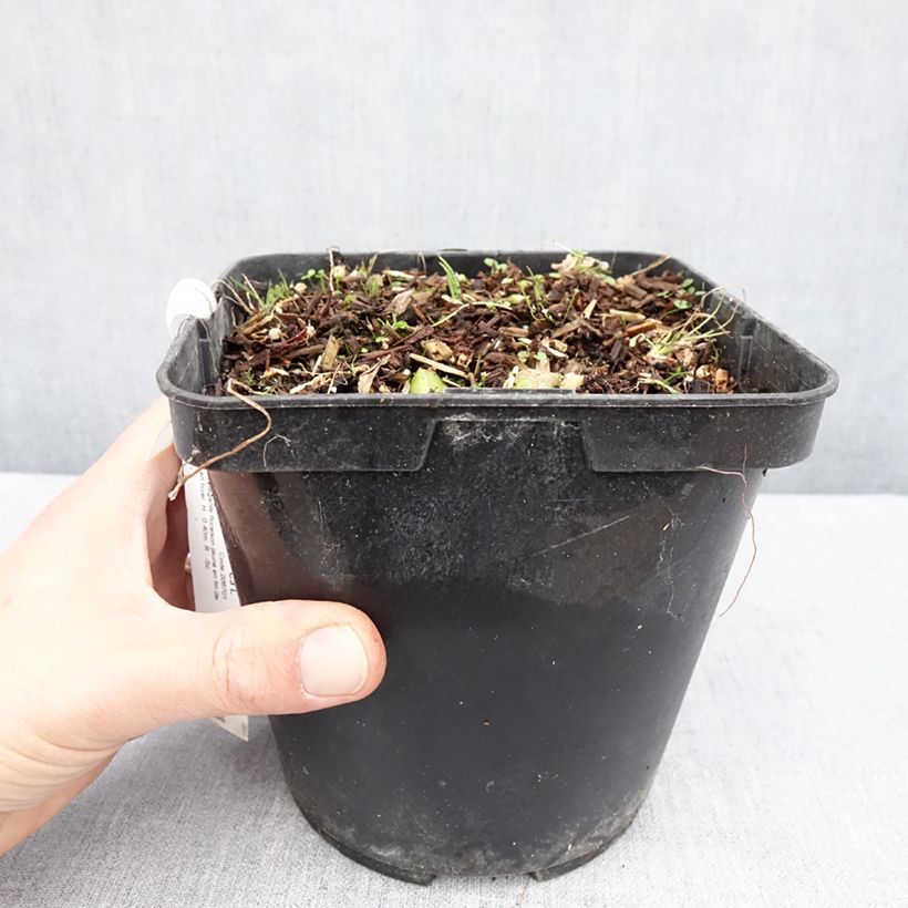 Exemplar von Albuca shawii Topf mit 3L/4L wie im Frühjahr geliefert