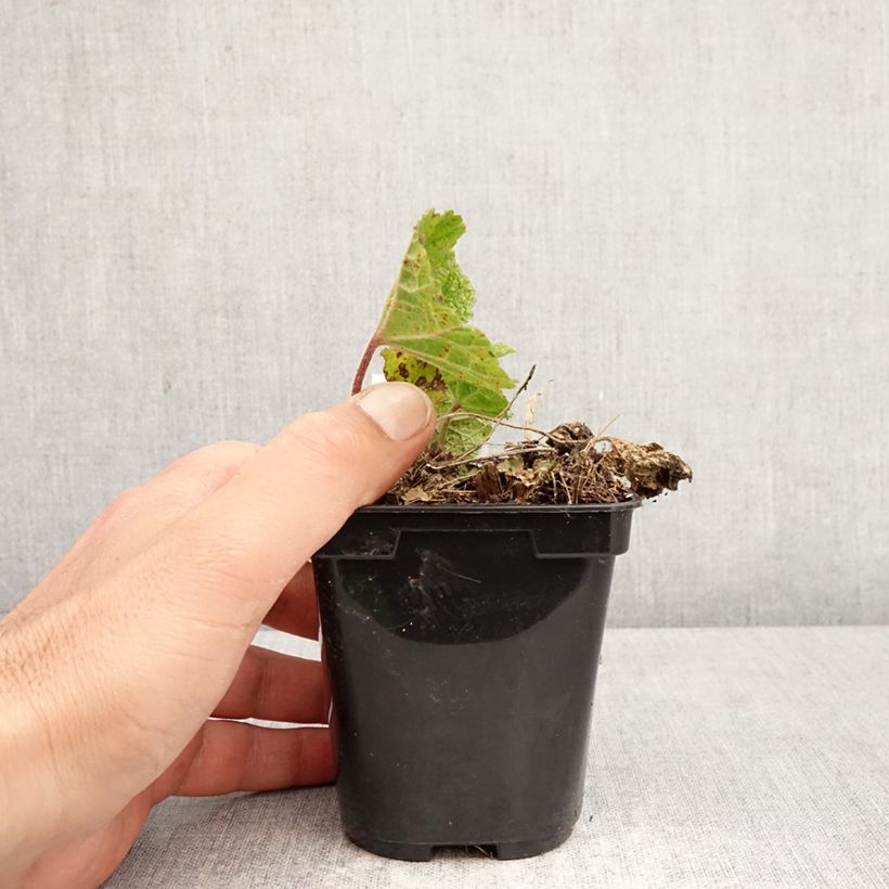 Exemplar von Alcea ficifolia Las Vegas - Feigenblättrige Stockrose Kleine Töpfe von 8/9 cm wie im Frühjahr geliefert