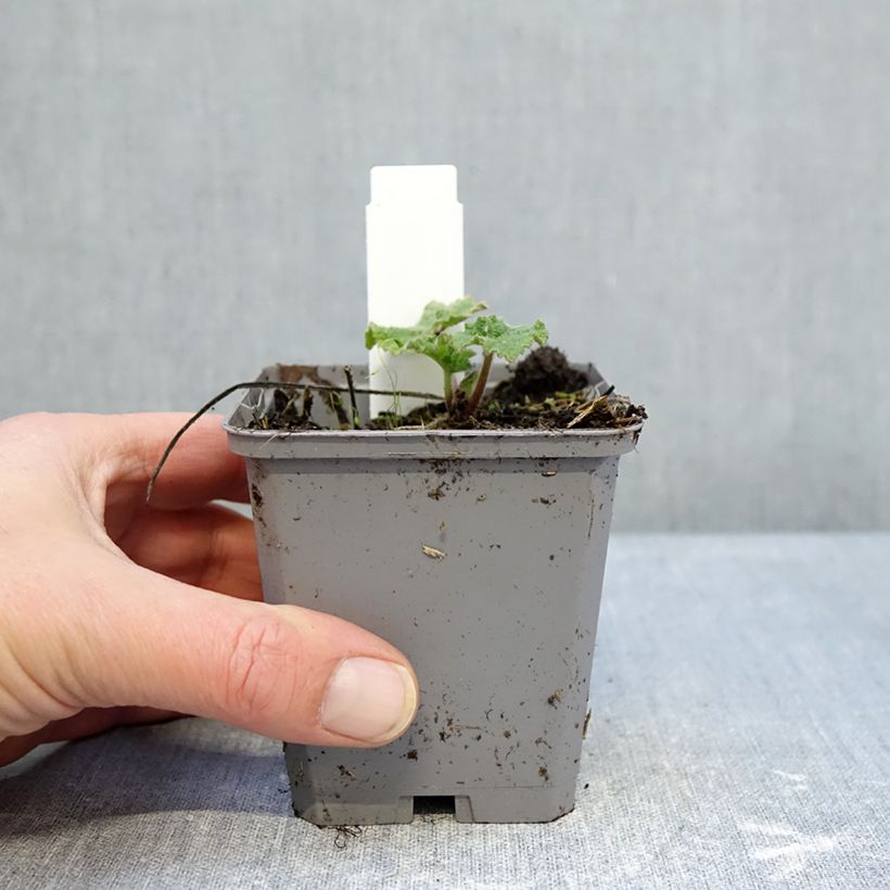 Exemplar von Alcea rosea Simplex - Gewöhnliche Stockrose Kleine Töpfe von 7/8 cm wie im Winter geliefert