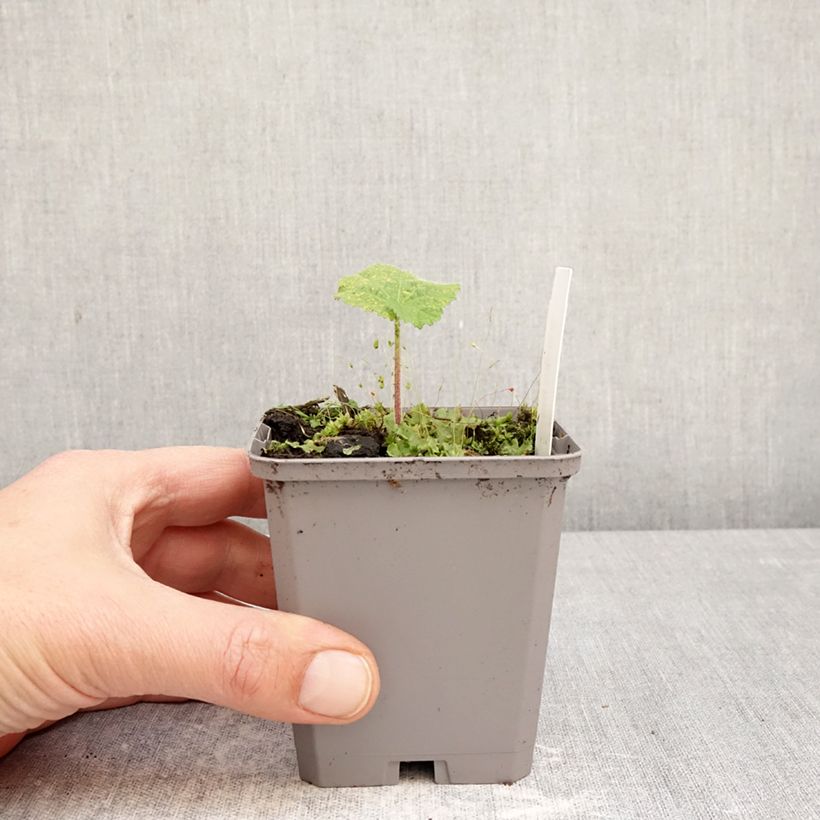 Exemplar von Alcea rosea Simplex - Gewöhnliche Stockrose Kleine Töpfe von 7/8 cm wie im Frühjahr geliefert