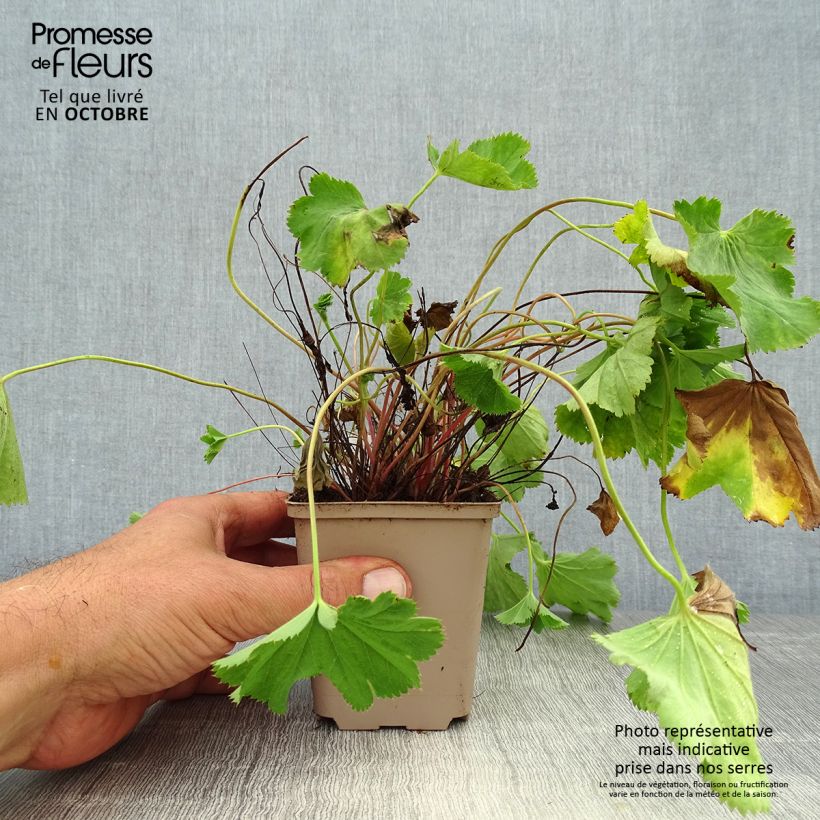 Exemplar von Alchemilla epipsila - Kahler Frauenmantel Kleine Töpfe von 8/9 cm wie im Herbst geliefert