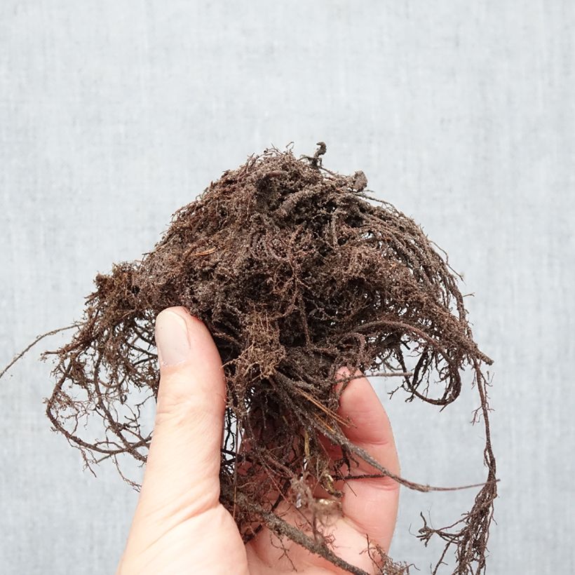 Exemplar von Alchemilla epipsila - Kahler Frauenmantel Wurzelnackt wie im Winter geliefert