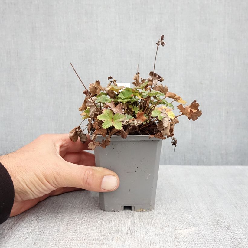 Exemplar von Alchemilla erythropoda - Frauenmantel Kleine Töpfe von 8/9 cm wie im Herbst geliefert