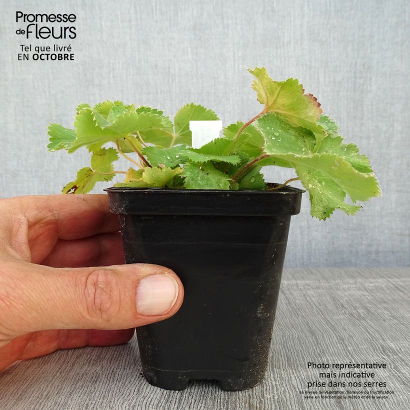 Exemplar von Alchemilla mollis Thriller - Großblättriger Frauenmantel Kleine Töpfe von 8/9 cm wie im Herbst geliefert