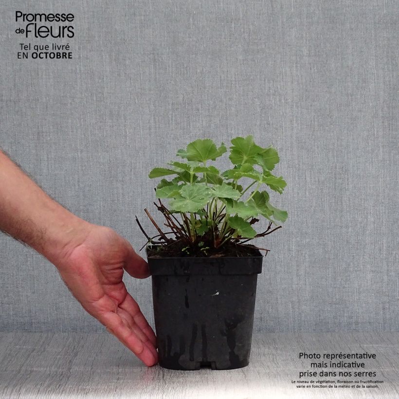 Exemplar von Alchemilla mollis Thriller - Großblättriger Frauenmantel Topf mit 2L/3L wie im Herbst geliefert