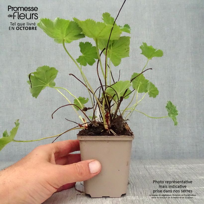 Exemplar von Alchemilla vulgaris - Gemeiner Frauenmantel Kleine Töpfe von 8/9 cm wie im Herbst geliefert