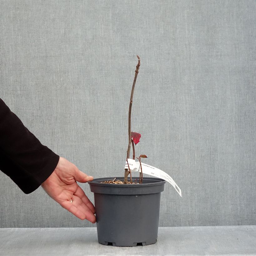 Exemplar von Alchornea davidii Topf mit 3L/4L wie im Herbst geliefert