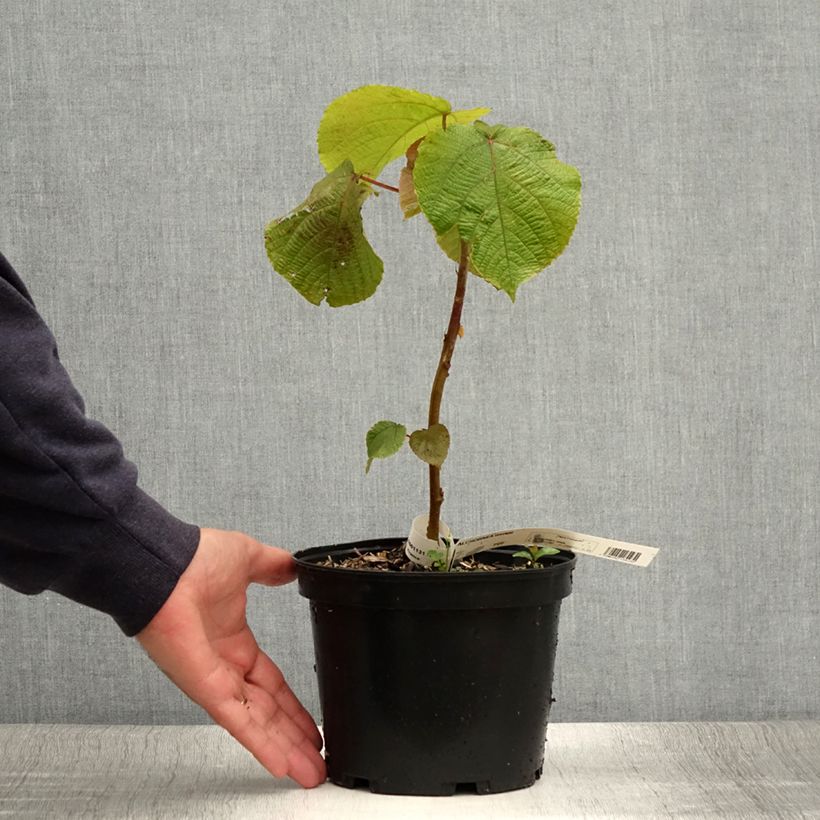 Exemplar von Alchornea davidii Topf mit 3L/4L wie im Sommer geliefert