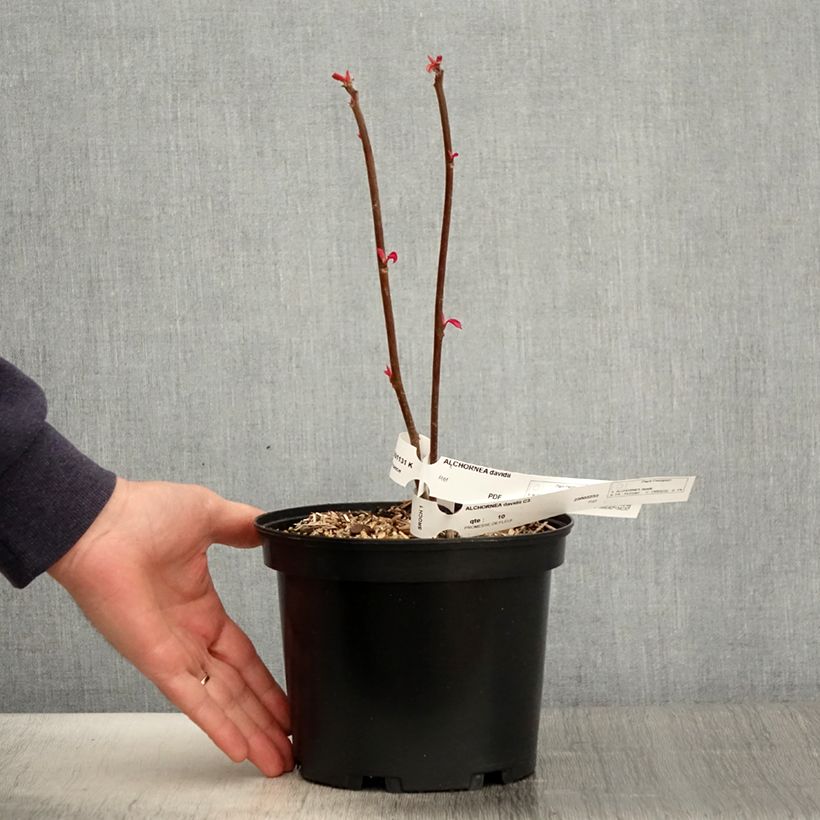 Exemplar von Alchornea davidii Topf mit 3L/4L wie im Frühjahr geliefert