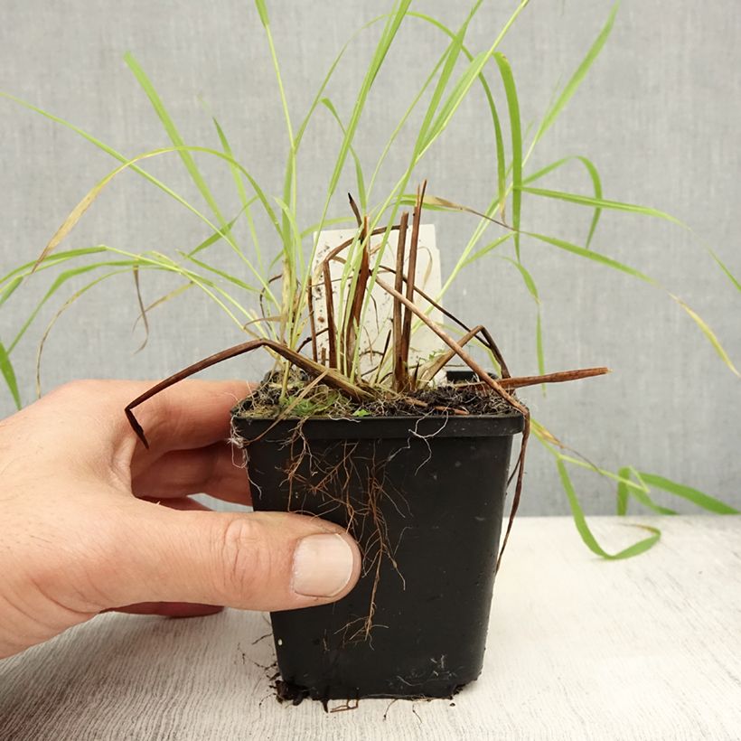Exemplar von Alisma lanceolatum - Lanzettlicher Froschlöffel Kleine Töpfe von 8/9 cm wie im Herbst geliefert