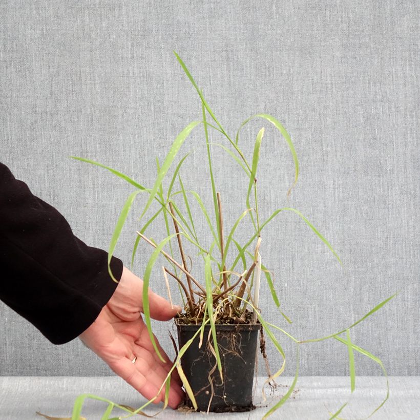 Exemplar von Alisma lanceolatum - Lanzettlicher Froschlöffel Kleine Töpfe von 8/9 cm wie im Winter geliefert