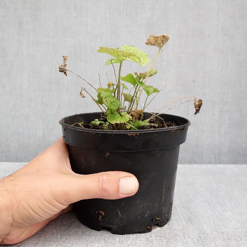 Exemplar von Alliaria petiolata - Knoblauchhederich Topf mit 1,5L/2L wie im Herbst geliefert