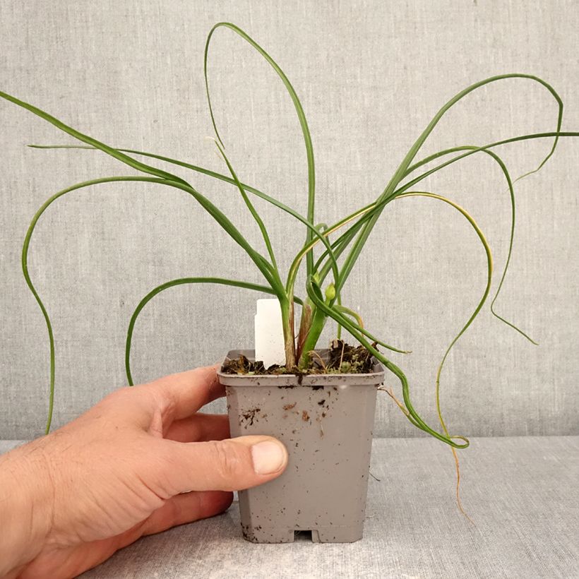 Exemplar von Allium amplectens Graceful - Zierlauch Kleine Töpfe von 8/9 cm Kaliber/Größe 4+ wie im Frühjahr geliefert