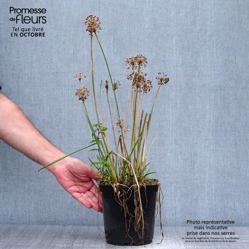 Exemplar von Allium Millenium - Zierlauch Topf mit 2L/3L wie im Herbst geliefert