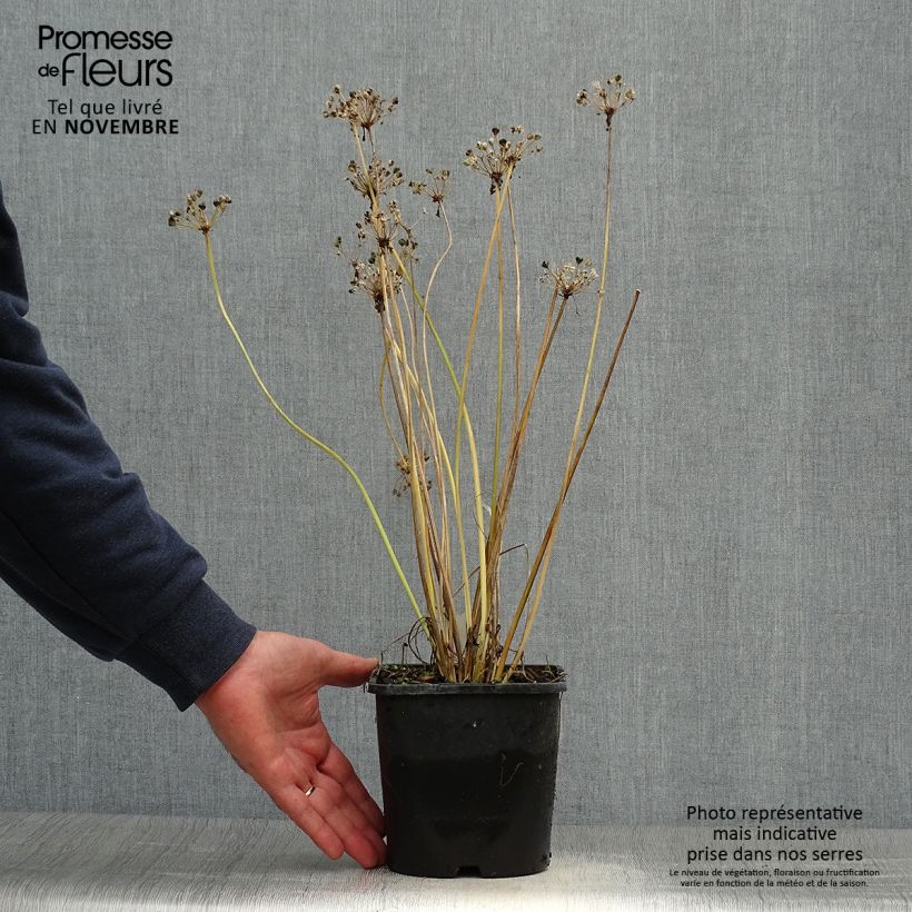 Exemplar von Schnittlauch Cliffs of Dover 'Ifalcod' Topf mit 2L/3L wie im Herbst geliefert
