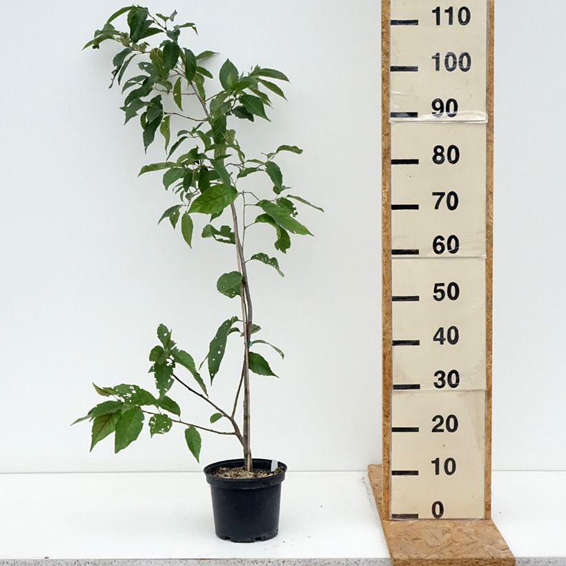 Exemplar von Alnus spaethii - Spaeths Erle Topf mit 3L/4L wie im Herbst geliefert