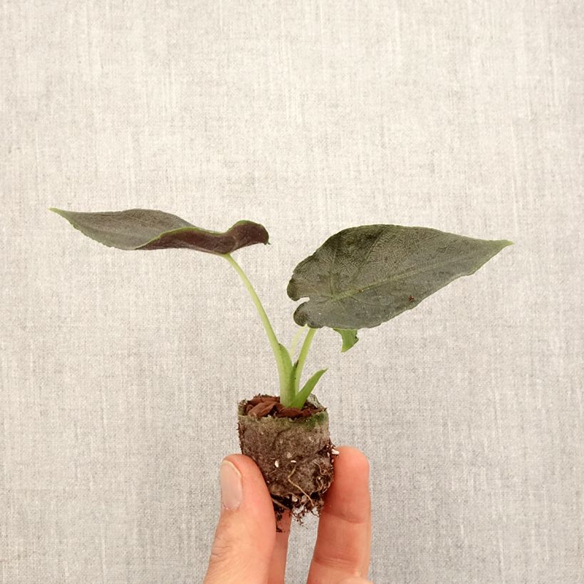 Exemplar von Alocasia Antoro Velvet - Pfeilblattphant Mini-plante wie im Frühjahr geliefert