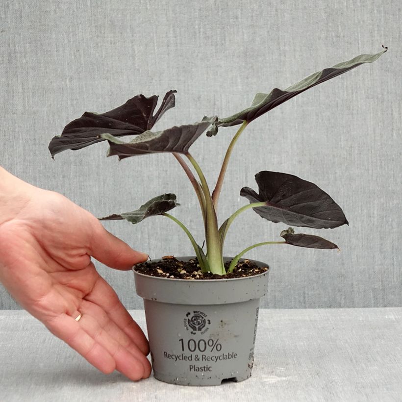 Exemplar von Alocasia Antoro Velvet - Pfeilblattphant Topf 12 cm / 13 cm wie im Frühjahr geliefert