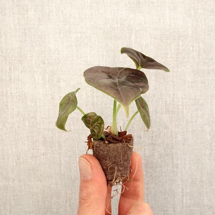 Exemplar von Alocasia azlanii - Pfeilblatt Mini-plante wie im Frühjahr geliefert