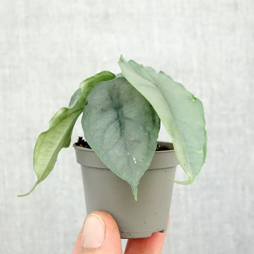 Exemplar von Alocasia Dragon's Breath - Pfeilblatt Mini-plante wie im Herbst geliefert