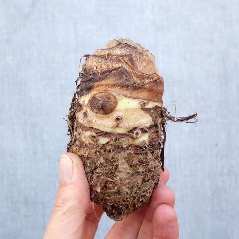 Exemplar von Alocasia macrorrhizos - Pfeilblatt Zwiebel Kaliber/Größe I wie im Frühjahr geliefert