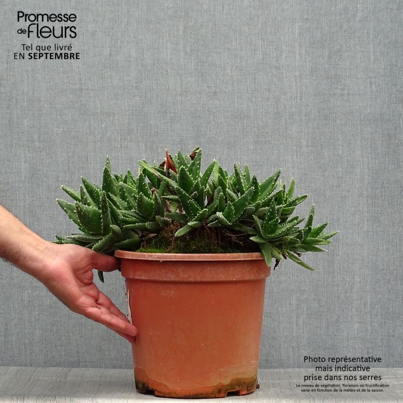Exemplar von Aloe perfoliata - Schuttaloe Topf mit 7,5L/10L wie im Herbst geliefert