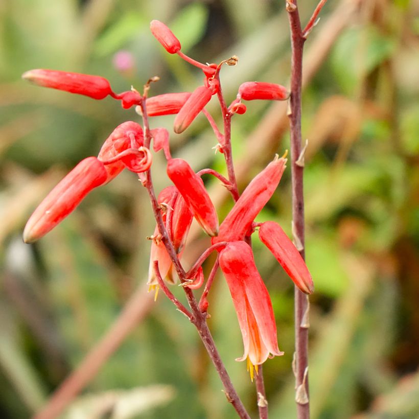 Aloe rauhii Cleopatra (Blüte)