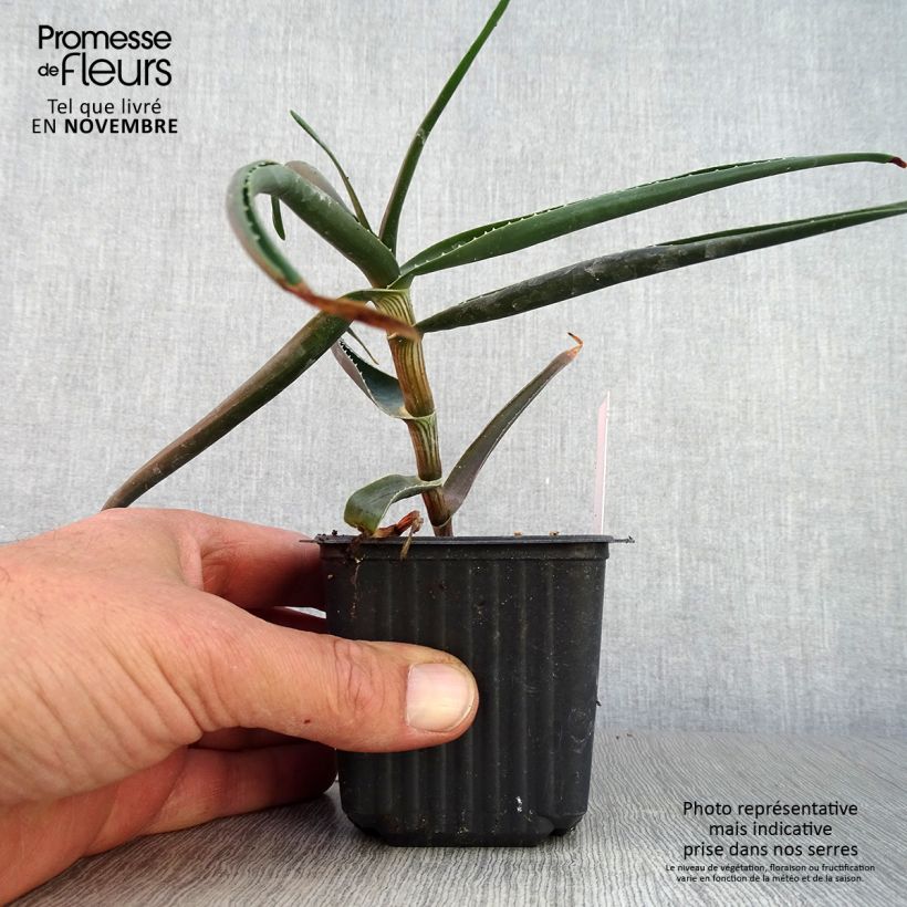 Exemplar von Aloe striatula ArticJungle Kleine Töpfe von 8/9 cm wie im Herbst geliefert