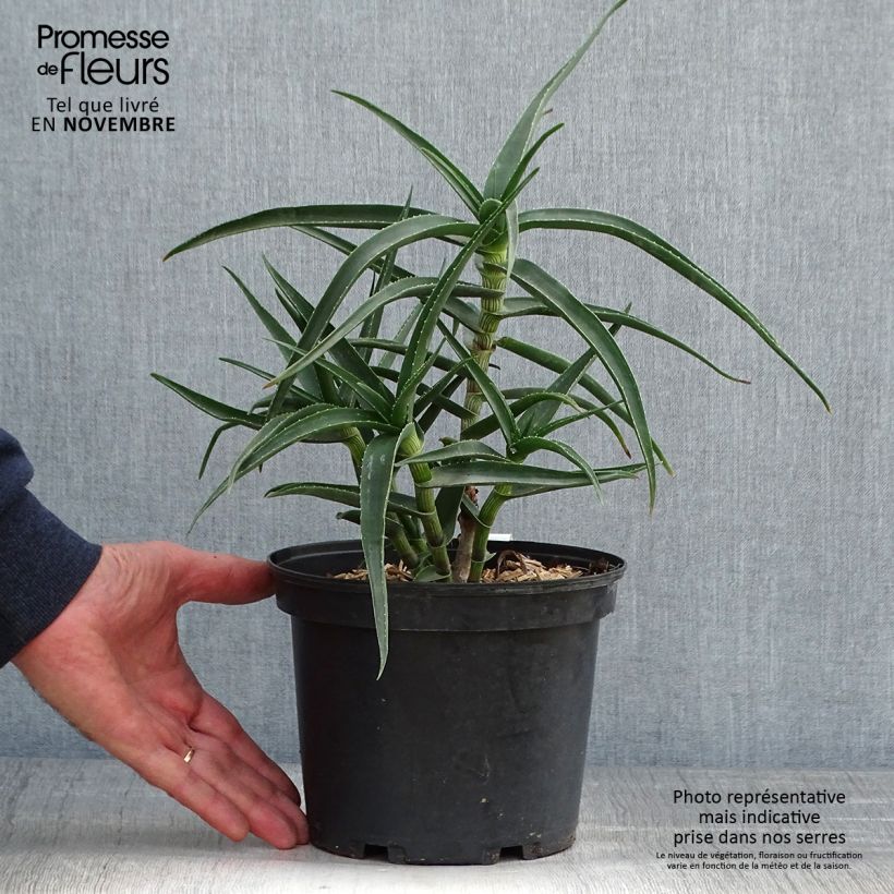 Exemplar von Aloe striatula Topf mit 2L/3L wie im Herbst geliefert