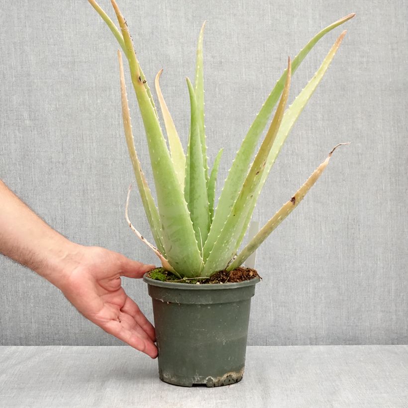 Exemplar von Aloe vera - Echte Aloe Topf mit 2L/3L wie im Sommer geliefert