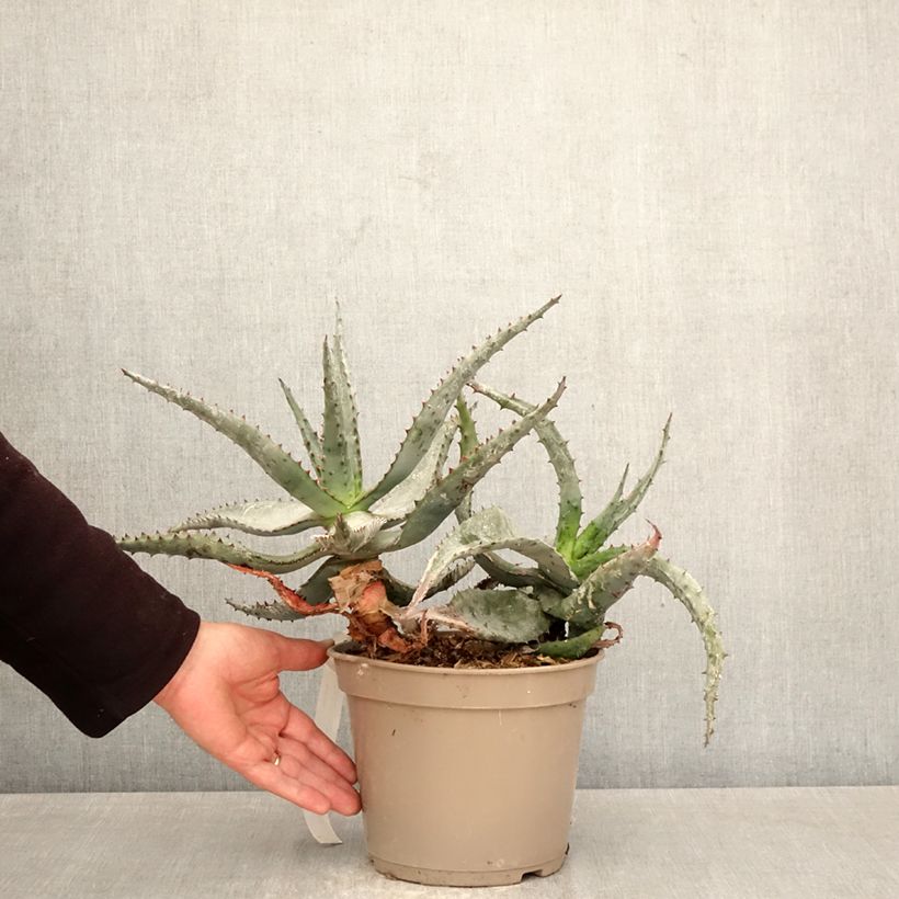 Exemplar von Aloe ferox - Kap-Aloe Topf mit 4L/5L wie im Frühjahr geliefert
