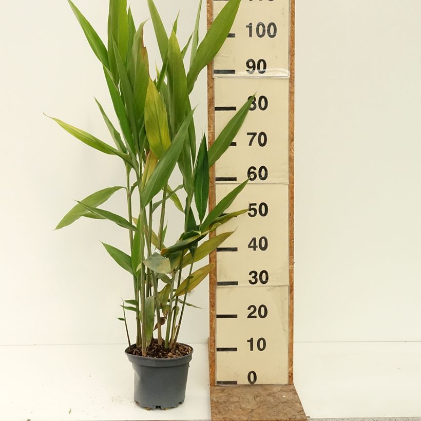 Exemplar von Alpinia galanga - Thai-Ingwer Topf mit 2L/3L wie im Sommer geliefert