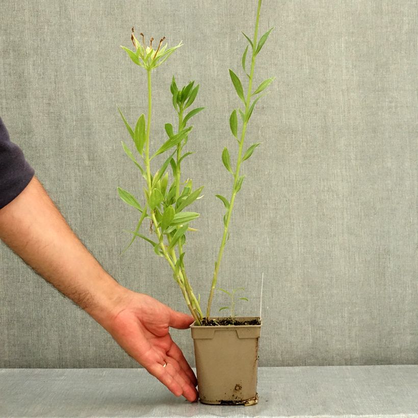 Exemplar von Alstroemeria Duc d'Anjou Charles - Inkalilie Topf mit 1L/1,5L wie im Sommer geliefert