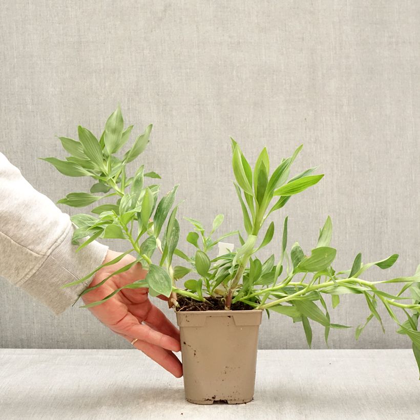 Exemplar von Alstroemeria Duc d'Anjou Charles - Inkalilie Topf mit 1L/1,5L wie im Frühjahr geliefert