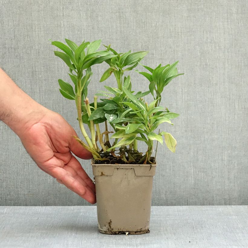 Exemplar von Alstroemeria Duc d'Anjou François - Inkalilie Topf mit 1L/1,5L wie im Frühjahr geliefert