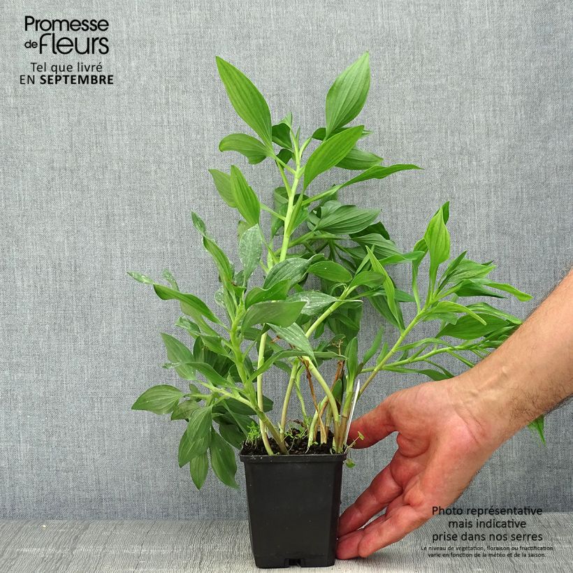 Exemplar von Alstroemeria Duc d'Anjou Jean - Inkalilie Kleine Töpfe von 8/9 cm wie im Herbst geliefert