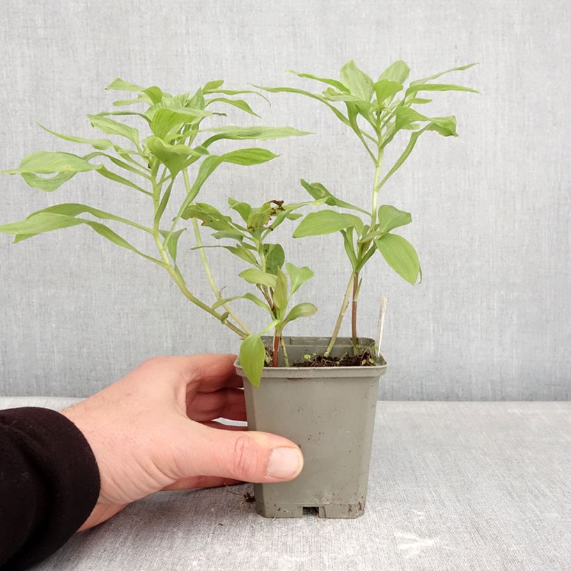 Exemplar von Alstroemeria Duc d'Anjou Louis - Inkalilie Kleine Töpfe von 8/9 cm wie im Winter geliefert