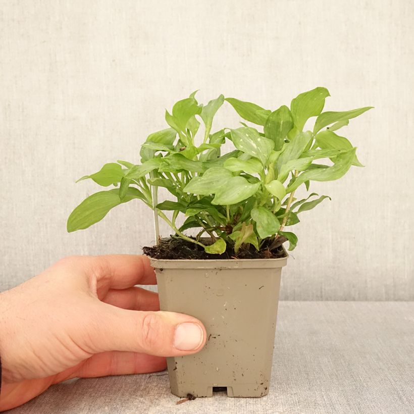 Exemplar von Alstroemeria Duc d'Anjou Louis - Inkalilie Kleine Töpfe von 8/9 cm wie im Frühjahr geliefert